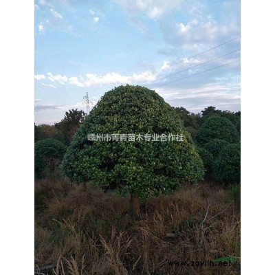 七叶树图片价格\七叶树供应\七叶树基地
