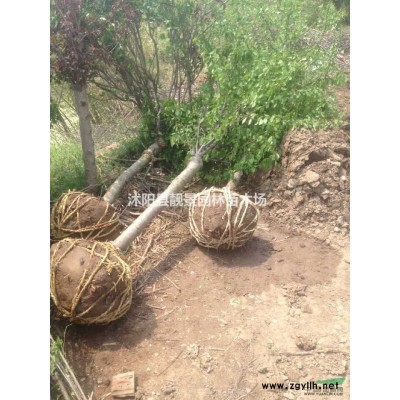 日本矮麦冬草5cm高 玉龙草图片 矮叶麦冬草产地价格