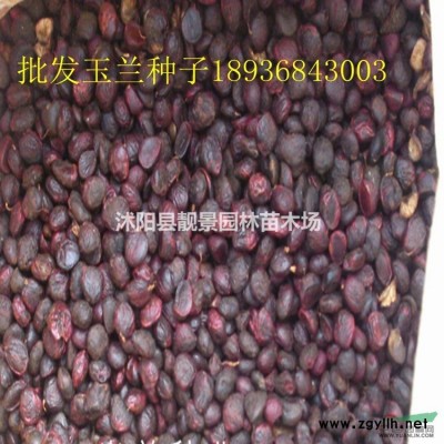 江苏天目琼花产地 天目琼花1米冠幅多少钱