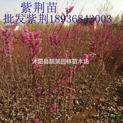 贴梗海棠树苗 贴梗海棠50公分一株多少钱