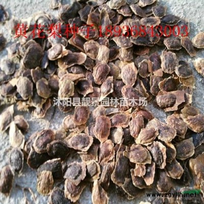 四季青草籽 四季绿草坪多少钱一捆