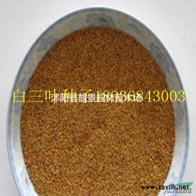 紫叶李树苗 紫叶李5公分粗多少钱