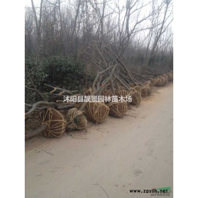 绿叶水腊苗 沭阳水腊一株多少钱