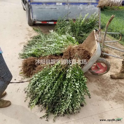 爬山虎基地 爬山虎1米长 爬山虎种植农户价格