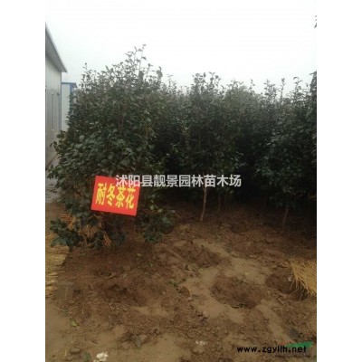 江苏紫玉兰树/3公分紫玉兰/嫁接紫玉兰及时报价