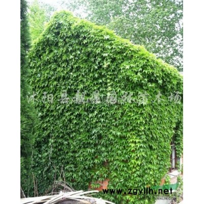 水腊小苗 水腊修剪粗壮苗 水腊适应西北地区气候