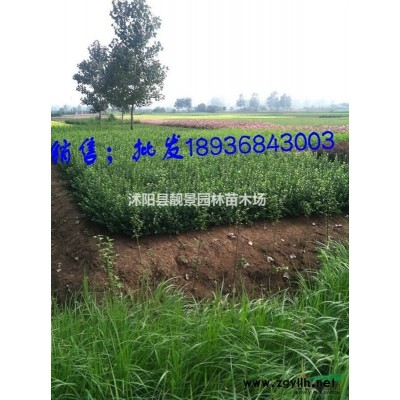 矮化麦冬草哪里有 日本矮叶麦冬草价格 小叶麦冬草快递*