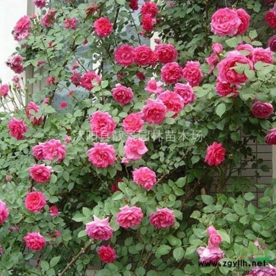 塔柏基地 塔柏行情 塔柏图片 塔柏1.8米 塔柏5万棵库存