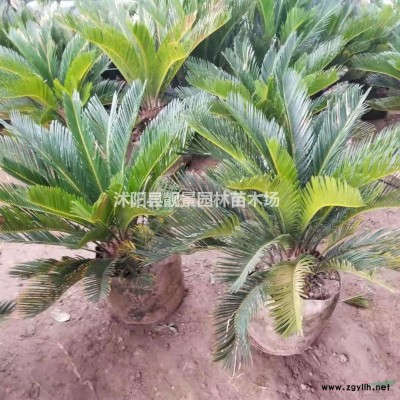 水蜡多少钱一棵，金叶水蜡哪里有卖，紫叶水蜡沭阳价格