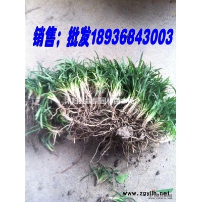 日本矮麦冬沙土苗，矮麦冬草1斤200棵，日本矮麦冬草苗圃