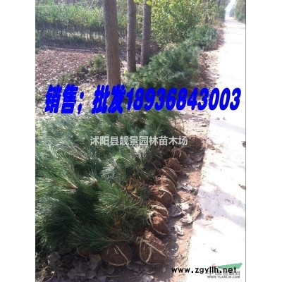 【绿叶水蜡】70公分高，水蜡0.1元装车，水蜡100万棵一车