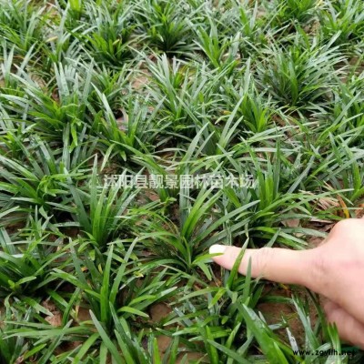 日本矮麦冬一斤多少棵？日本矮麦冬产地在哪？矮麦冬不长高？