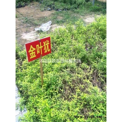 五叶地锦1米长多少钱？五叶地锦产地？五叶地锦哪里便宜？