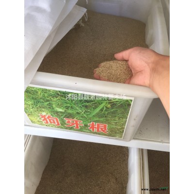 金叶莸40公分工程苗 金叶莸绿篱苗供应商 金叶莸江苏宿迁行情