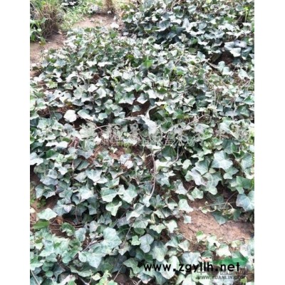 江苏沭阳2-6公分粗紫叶桃供应 紫叶桃产地 红叶碧桃苗圃