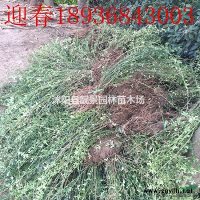 红南天竺50公分多少钱，南天竺那里有，南天竹*新报价