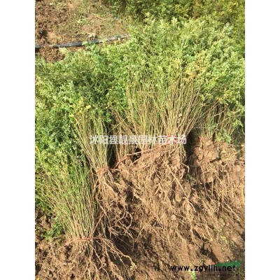 四季玫瑰60公分多少钱，四季玫瑰哪里便宜，四季玫瑰种植绿篱