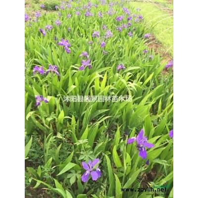 小叶扶芳藤50公分高多少钱，小叶扶芳藤哪里有，小叶扶芳藤行情