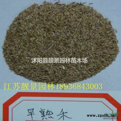 木香花多少钱一棵，木香花产地在哪里，购买木香苗可以快递发货