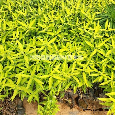 水蜡60公分高跌价了，一年水蜡苗货源充足，订购水蜡苗到沭阳