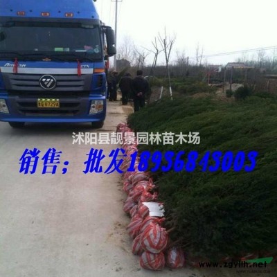 日本矮麦冬耐践踏，日本矮麦冬四季常青，矮麦冬跌价了，