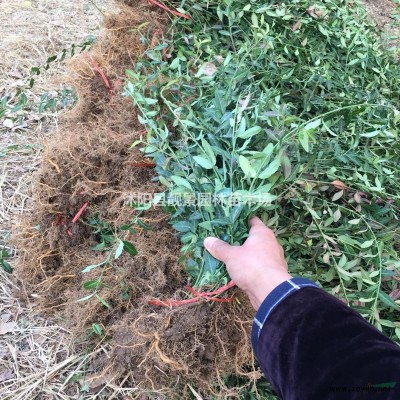 金叶水蜡地栽苗，金叶水蜡50公分高3分支，金叶水蜡工程苗