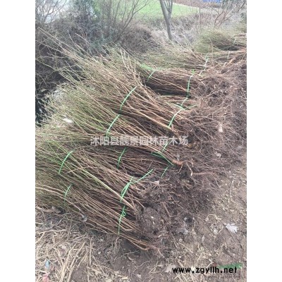 垂丝海棠价格 垂丝海棠种植方法及简介 苗圃直销垂丝海棠