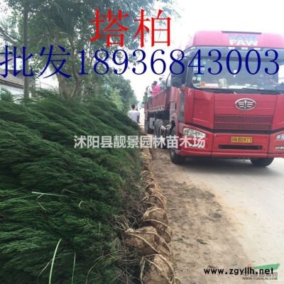 小叶扶芳藤价格 小叶扶芳藤种植方法及简介 苗圃直销