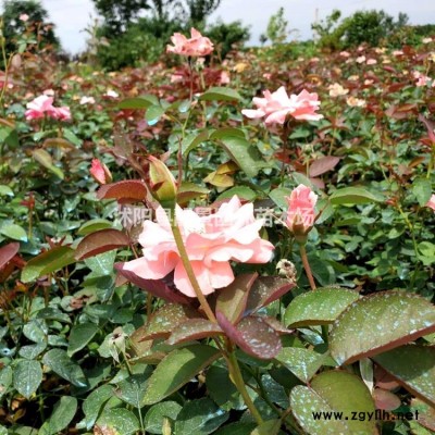贴梗海棠价格 贴梗海棠种植方法及简介 贴梗海棠苗圃直销