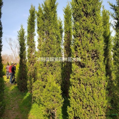 绿叶水蜡价格 水蜡种植方法及简介 苗圃直销水蜡工程苗