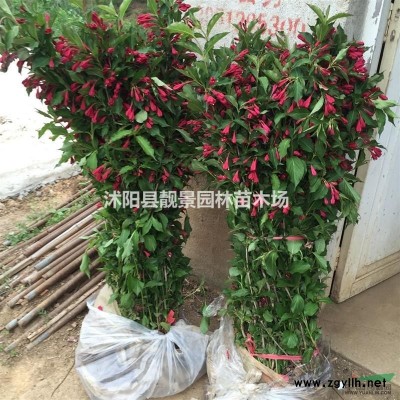 三叶爬山虎价格 爬山虎种植方法及简介 苗圃直销爬山虎苗