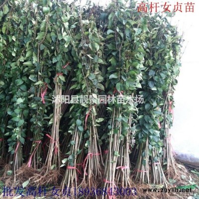 木槿江苏价格，木槿种植苗圃，木槿供应商
