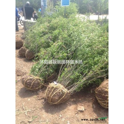 金叶水蜡苗. 紫叶水蜡价格 水蜡种子批发