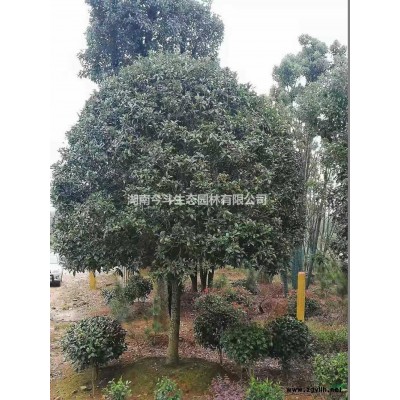 优质特价8到12公分香樟树产地直销