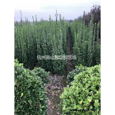 供应鸡爪槭D12cm.D15cm.D18cm行情报价