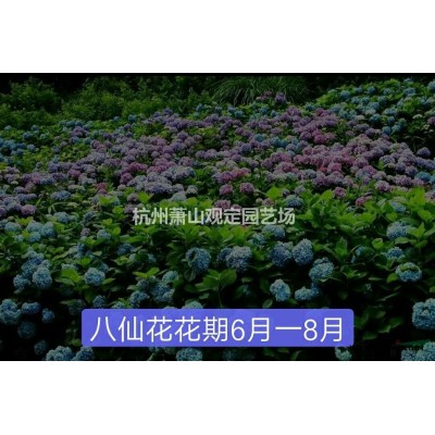 高杆地龙柏图片\高杆地龙柏报价