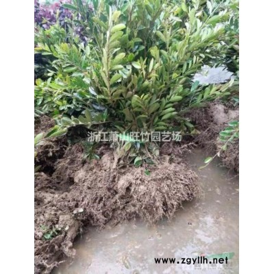 长期供应大量绿化水生苗