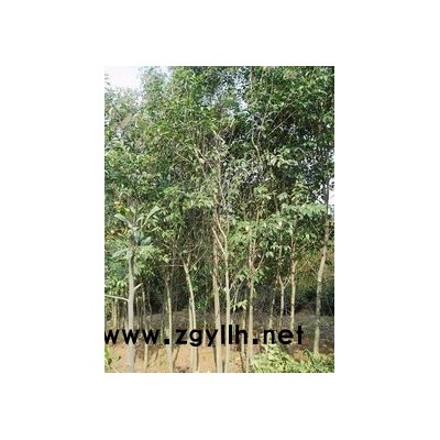 浙江西府海棠5公分。量大，质优，价廉。可供