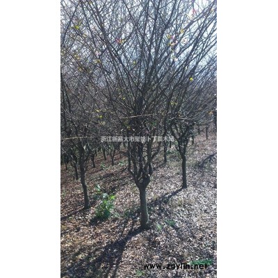 供应地径5公分红叶李