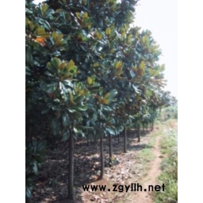 供应地径4公分红梅，量大价廉！