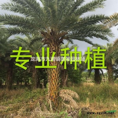 福建旅人蕉价格 旅人蕉批发 旅人焦基地