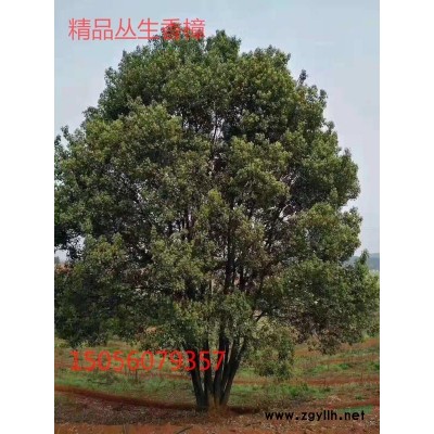 安徽地区供应1-12红叶李