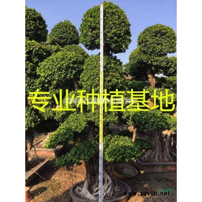 福建造型榆树盆景价格 福建造型榆树桩报价