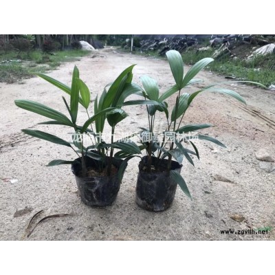 福建造型榕树桩价格