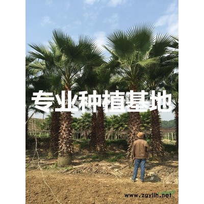 沙西镇 中国榕树批发网 中国小叶榕基地