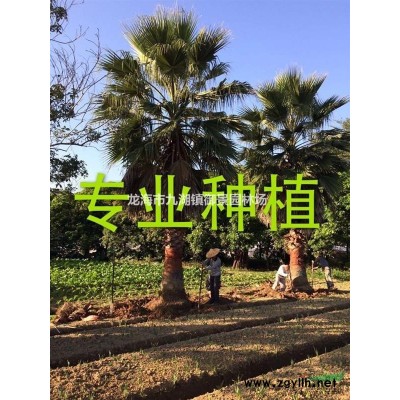 假槟榔价格 假槟榔报价