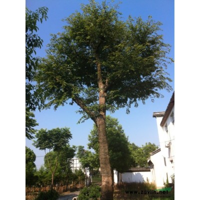 水杉 规格从1米高小苗到30公分的大树都有 数量大，自产自销