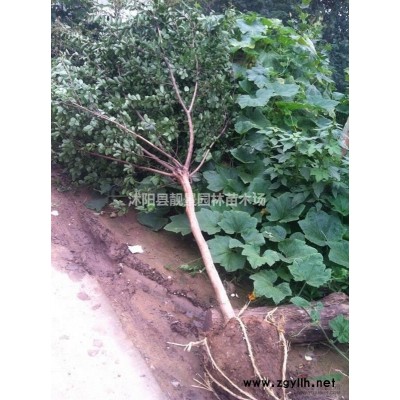 新疆忍冬价格 红花忍冬适宜新疆气候种植 花期长