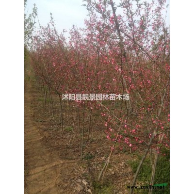 紫叶矮樱产地 紫叶矮樱行情 紫叶矮樱图片 价格