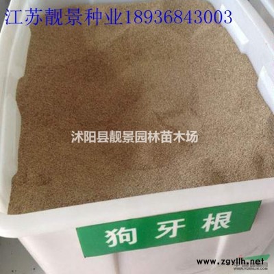 水蜡苗产地 水蜡毛球一株多少钱